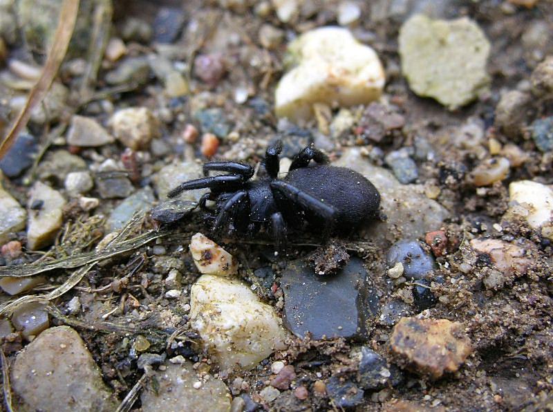 Gnaphosidae